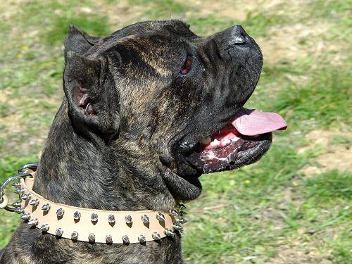 Cane Corso Halsband aus Leder mit 2-reihigen Dornen - zum Schließen ins Bild klicken